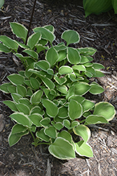 Avalanche Hosta (Hosta 'Avalanche') at Lakeshore Garden Centres