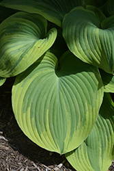 Earth Angel Hosta (Hosta 'Earth Angel') at Golden Acre Home & Garden