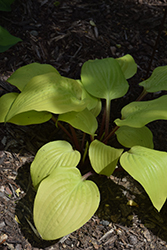 Rocket's Red Glare Hosta (Hosta 'Rocket's Red Glare') at Lakeshore Garden Centres