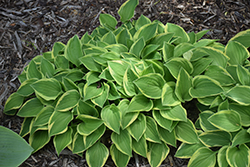Rock Island Line Hosta (Hosta 'Rock Island Line') at Lakeshore Garden Centres