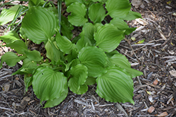 Bridegroom Hosta (Hosta 'Bridegroom') at Lakeshore Garden Centres