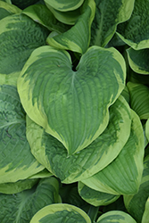 Mint Julep Hosta (Hosta 'Mint Julep') at Lakeshore Garden Centres