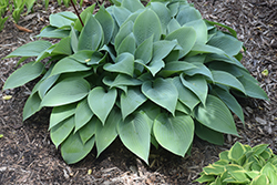 Harmony Hosta (Hosta 'Harmony') at Lakeshore Garden Centres