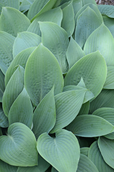 Harmony Hosta (Hosta 'Harmony') at Lakeshore Garden Centres