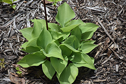 Cinnamon Sticks Hosta (Hosta 'Cinnamon Sticks') at Lakeshore Garden Centres