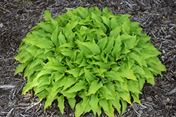 Lemon Lime Hosta (Hosta 'Lemon Lime') at Lakeshore Garden Centres