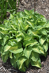 Fantasy Island Hosta (Hosta 'Fantasy Island') at Lakeshore Garden Centres