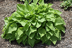 Sum Cup of Joe Hosta (Hosta 'Sum Cup of Joe') at Lakeshore Garden Centres