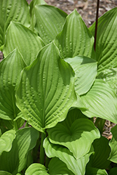 Sweet Winifred Hosta (Hosta 'Sweet Winifred') at Lakeshore Garden Centres