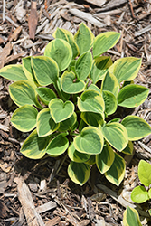 Lakeside Zinger Hosta (Hosta 'Lakeside Zinger') at Lakeshore Garden Centres