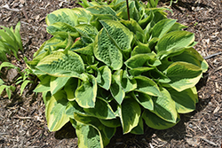 Wintergreen Hosta (Hosta 'Wintergreen') at Lakeshore Garden Centres