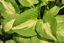 Summer Music Hosta (Hosta 'Summer Music') at Lakeshore Garden Centres