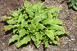 Lakeside Hoola Hoop Hosta (Hosta 'Lakeside Hoola Hoop') at Lakeshore Garden Centres