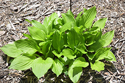Gosan Gold Mist Hosta (Hosta 'Gosan Gold Mist') at Lakeshore Garden Centres