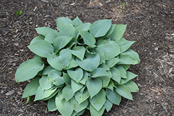 Carolina Blue Hosta (Hosta 'Carolina Blue') at Lakeshore Garden Centres