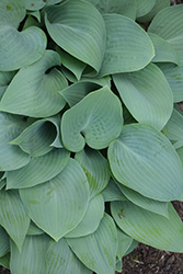 Carolina Blue Hosta (Hosta 'Carolina Blue') at Lakeshore Garden Centres