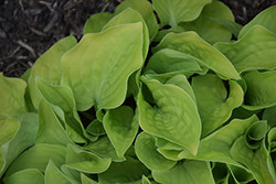 Heart Broken Hosta (Hosta 'Heart Broken') at Lakeshore Garden Centres
