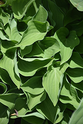 Tot Tot Hosta (Hosta 'Tot Tot') at Lakeshore Garden Centres