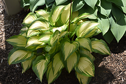 Sea Thunder Hosta (Hosta 'Sea Thunder') at Lakeshore Garden Centres