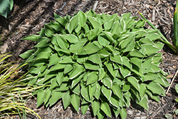 Cheesecake Hosta (Hosta 'Cheesecake') at Lakeshore Garden Centres