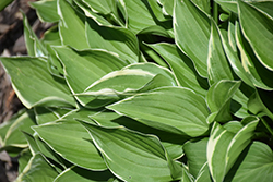 Cheesecake Hosta (Hosta 'Cheesecake') at Lakeshore Garden Centres