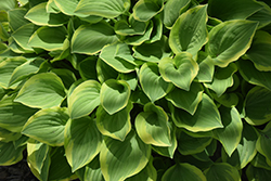 Golden Tiara Hosta (Hosta 'Golden Tiara') at Mainescape Nursery