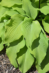 Great Lakes Gold Hosta (Hosta 'Great Lakes Gold') at Lakeshore Garden Centres