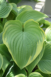 Silk Kimono Hosta (Hosta 'Silk Kimono') at Lakeshore Garden Centres
