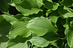 Lakeside Coal Miner Hosta (Hosta 'Lakeside Coal Miner') at Lakeshore Garden Centres