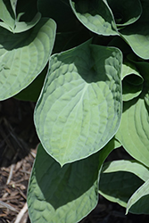 Moongate Flying Saucer Hosta (Hosta 'Moongate Flying Saucer') at Lakeshore Garden Centres