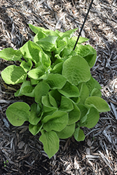 Aztec Treasure Hosta (Hosta 'Aztec Treasure') at Lakeshore Garden Centres