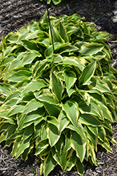 Bold Ribbons Hosta (Hosta 'Bold Ribbons') at Lakeshore Garden Centres