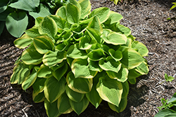 Sea Beacon Hosta (Hosta 'Sea Beacon') at Lakeshore Garden Centres