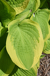 Sea Beacon Hosta (Hosta 'Sea Beacon') at Lakeshore Garden Centres