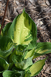 Whirlwind Hosta (Hosta 'Whirlwind') at Green Thumb Garden Centre