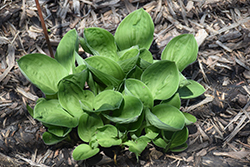 Rosedale Spoons Hosta (Hosta 'Rosedale Spoons') at Lakeshore Garden Centres