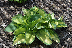 Eskimo Pie Hosta (Hosta 'Eskimo Pie') at Lakeshore Garden Centres