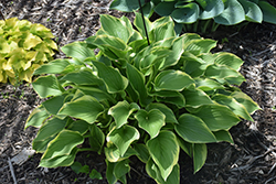 Torchlight Hosta (Hosta 'Torchlight') at Lakeshore Garden Centres
