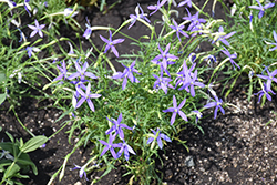 Laurentia (Isotoma axillaris) at Lakeshore Garden Centres