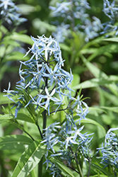 Narrow-Leaf Blue Star (Amsonia hubrichtii) at A Very Successful Garden Center