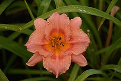 Miss Tinkerbell Daylily (Hemerocallis 'Miss Tinkerbell') at Lakeshore Garden Centres