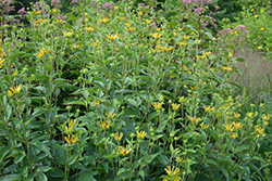 Henry Eilers Sweet Coneflower (Rudbeckia subtomentosa 'Henry Eilers') at The Mustard Seed