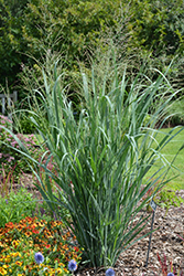 Dallas Blues Switch Grass (Panicum virgatum 'Dallas Blues') at Lakeshore Garden Centres