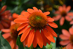 Sombrero Adobe Orange Coneflower (Echinacea 'Balsomador') at Peter Knippel Garden Centre