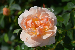Sutter's Gold Rose (Rosa 'Sutter's Gold') at Lakeshore Garden Centres