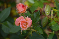 Bill Warriner Rose (Rosa 'Bill Warriner') at Lakeshore Garden Centres