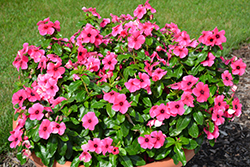Tattoo Raspberry Vinca (Catharanthus roseus 'PAS1192836') at Lakeshore Garden Centres