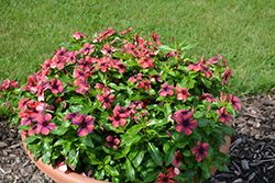 Tattoo Papaya Vinca (Catharanthus roseus 'PAS1192834') at Lakeshore Garden Centres