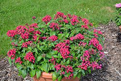 Lucky Star Raspberry Star Flower (Pentas lanceolata 'PAS1096476') at Lakeshore Garden Centres