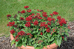 Lucky Star Dark Red Star Flower (Pentas lanceolata 'PAS1231189') at Lakeshore Garden Centres